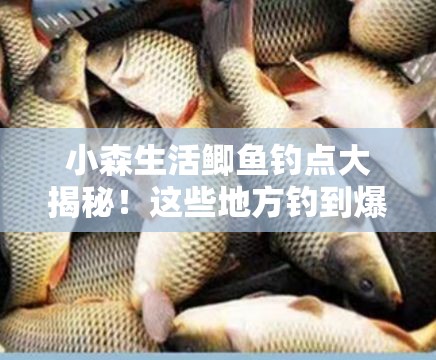 小森生活鲫鱼钓点大揭秘！这些地方钓到爆护的秘诀你知道吗？